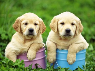 Dog-wallpaper-21.jpg